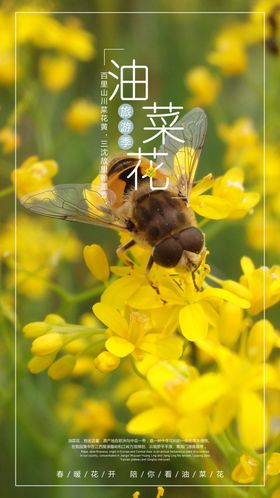 油菜花