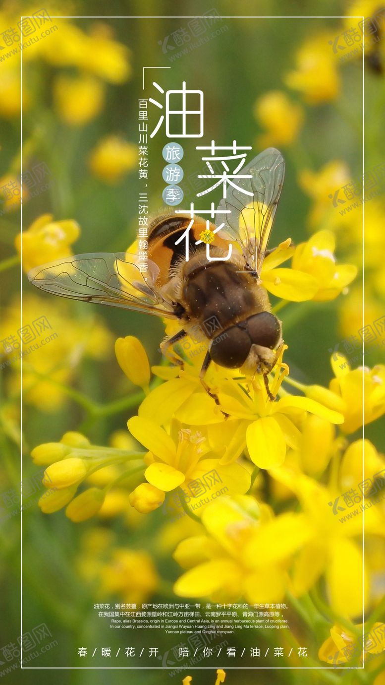 编号：88980607020724267186【酷图网】源文件下载-油菜花