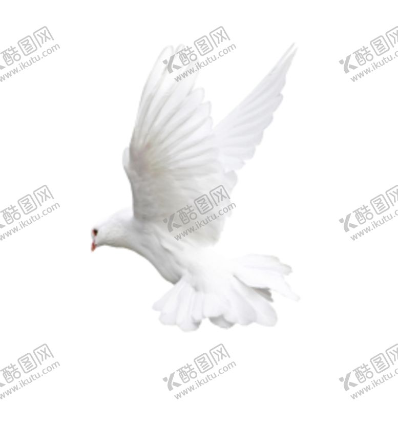 编号：19226010151557342532【酷图网】源文件下载-飞翔鸽子png