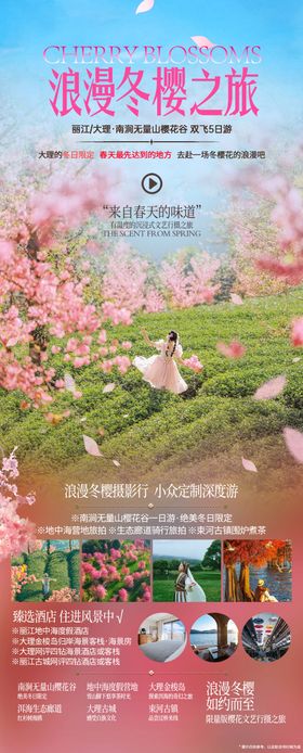 大理冬樱花旅游海报
