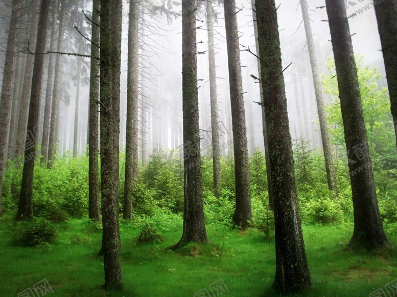 编号：64351209240853158667【酷图网】源文件下载-森林