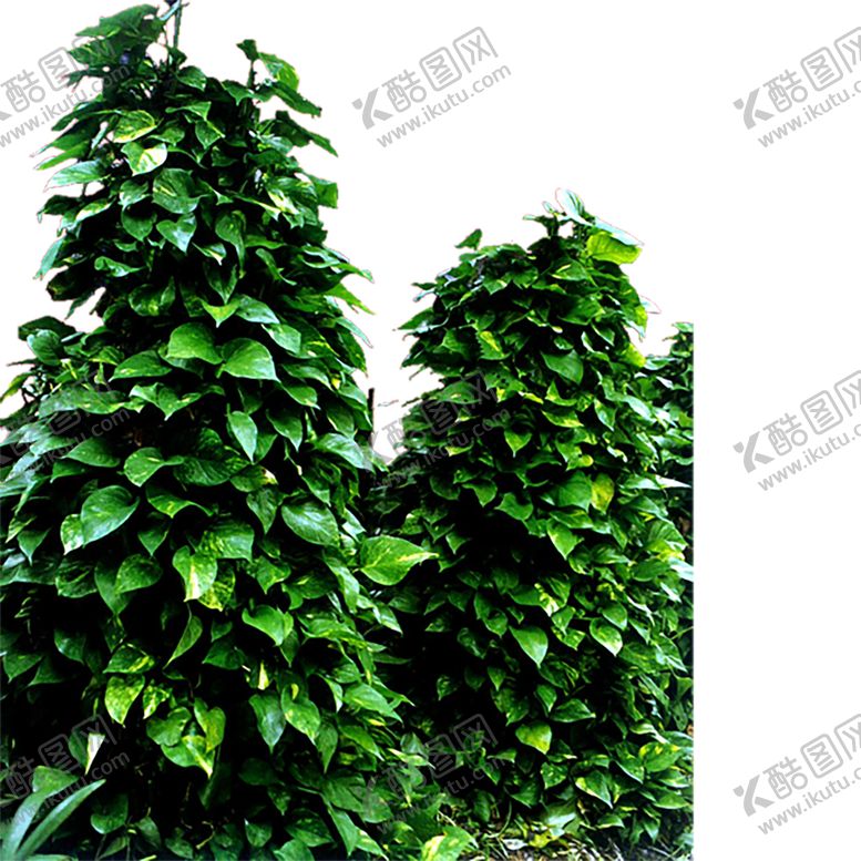编号：11733107060719132900【酷图网】源文件下载-绿色植物