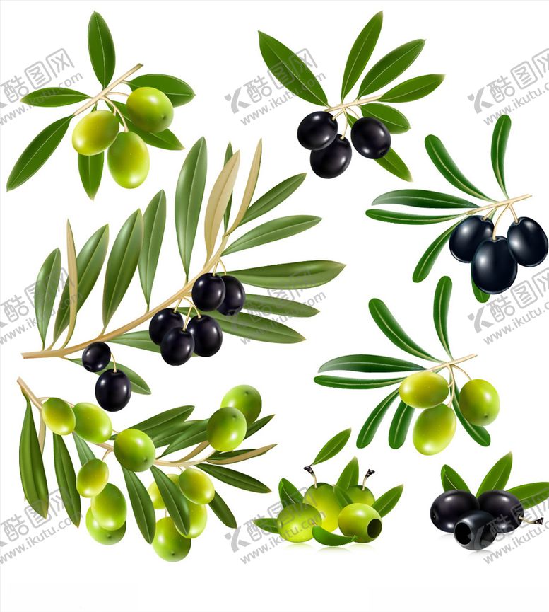 编号：15930110290903185185【酷图网】源文件下载-橄榄