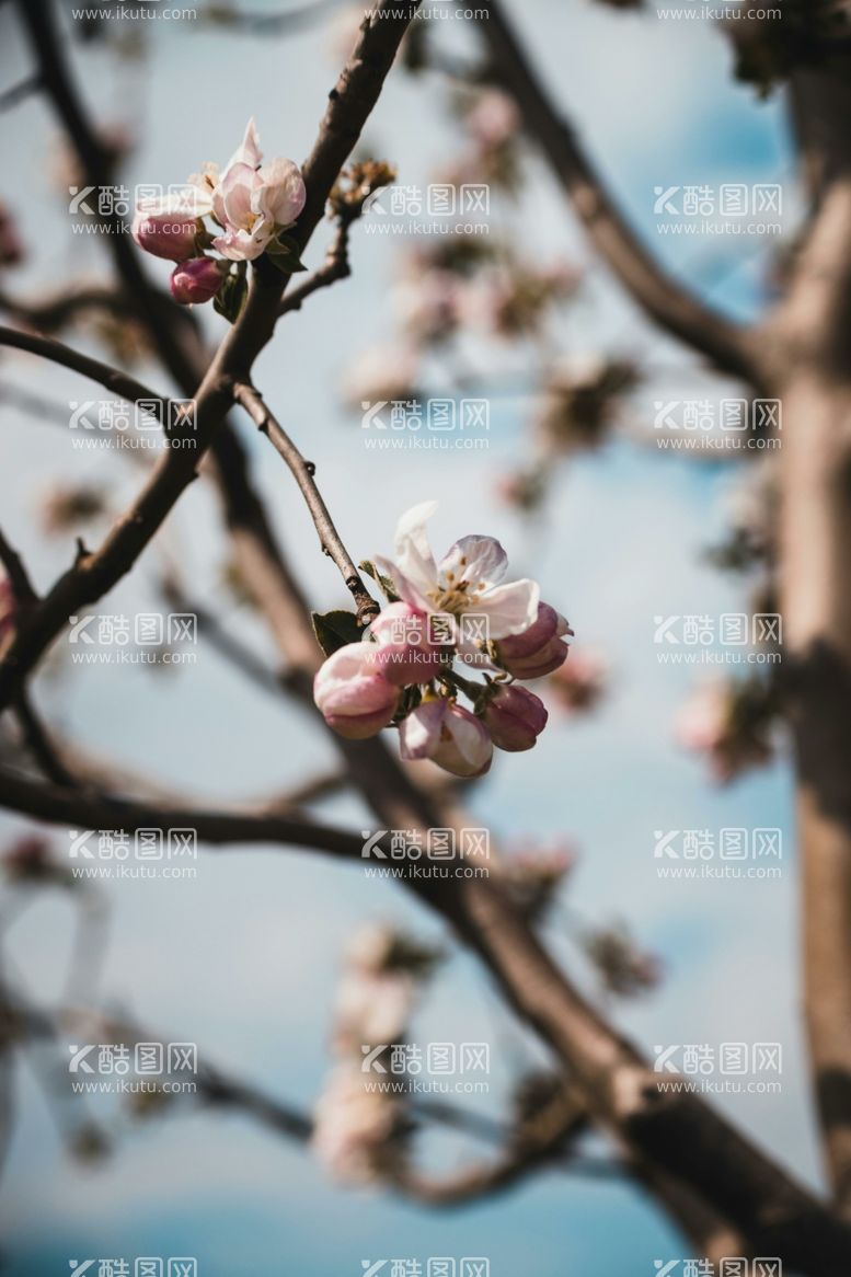 编号：17510412140353094078【酷图网】源文件下载-樱花