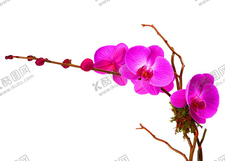 编号：25806910242035271515【酷图网】源文件下载-鲜花装饰