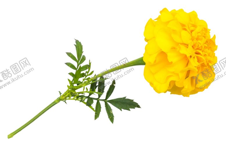 编号：33975109122119563322【酷图网】源文件下载-花朵