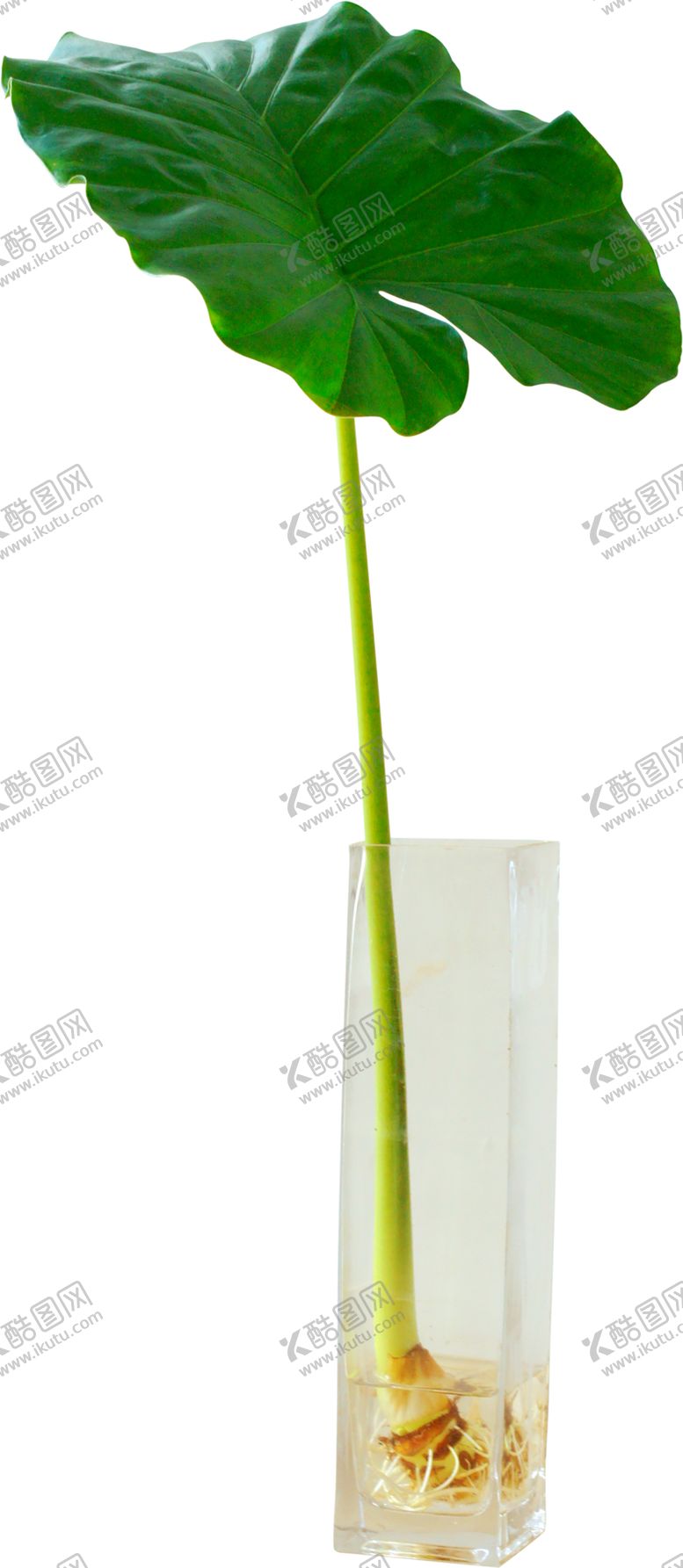 编号：29508110240037247978【酷图网】源文件下载-绿色植物