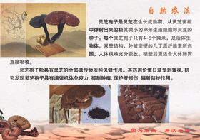 灵芝