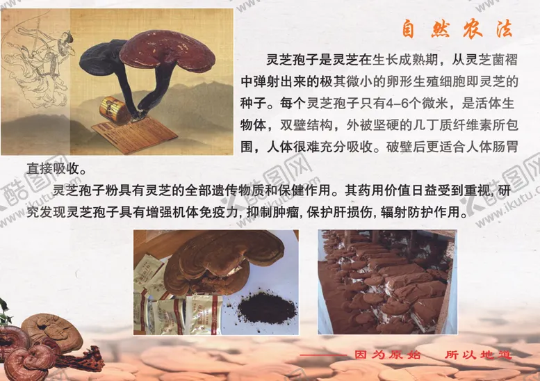 编号：91445706261912266337【酷图网】源文件下载-灵芝