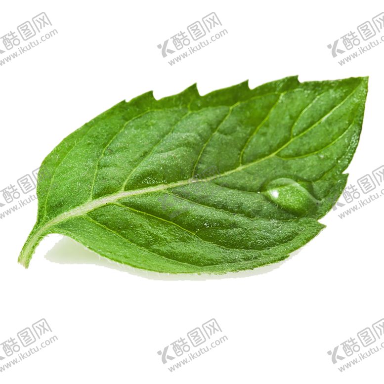 编号：74875209251203018181【酷图网】源文件下载-绿色相框