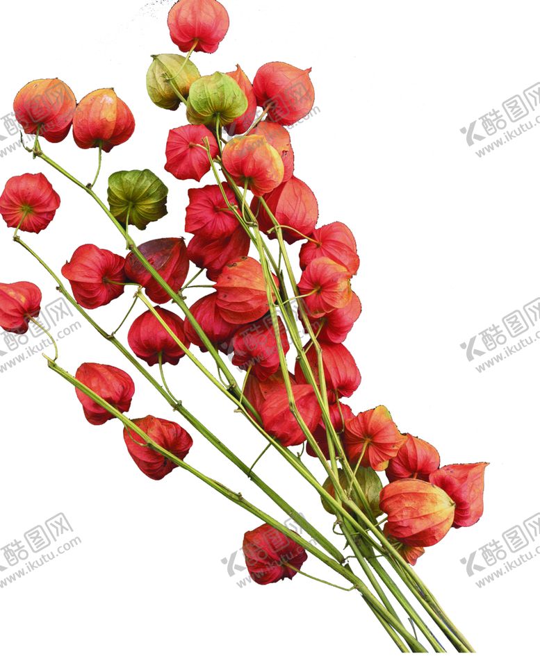 编号：37884506281620519921【酷图网】源文件下载-免抠背景干花枯花