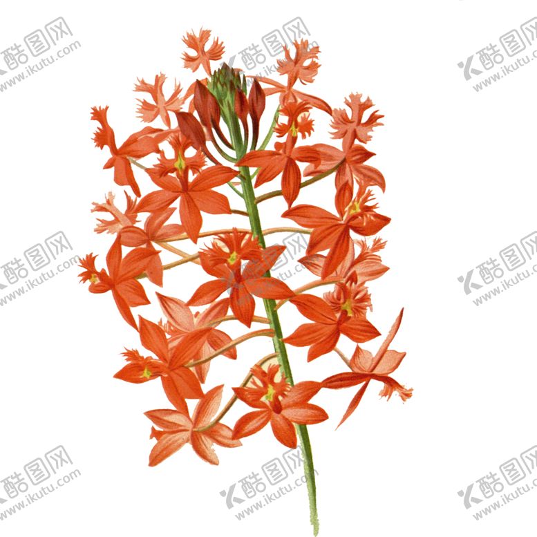 编号：17151504181934503554【酷图网】源文件下载-花朵插画