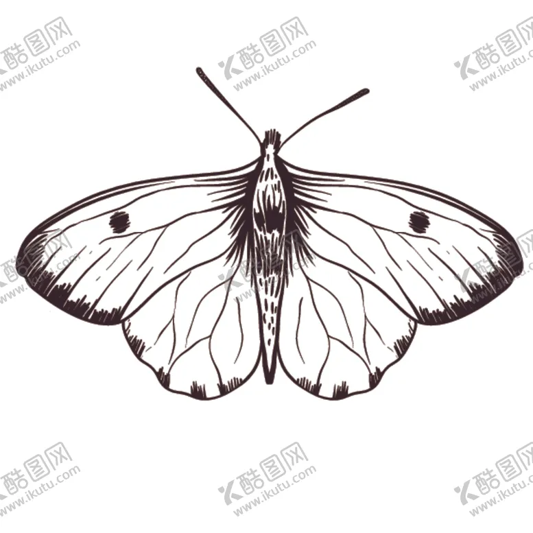 编号：61896809131737126349【酷图网】源文件下载-素描绘画植物花朵