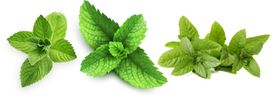 薄荷png免扣高清素材