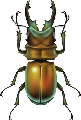 甲虫