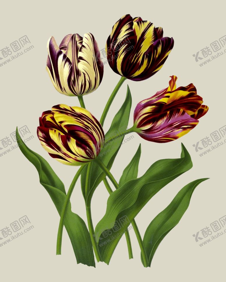 编号：48161710311807412017【酷图网】源文件下载-花卉植