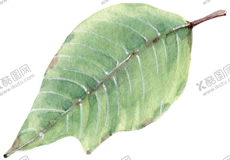 编号：85121910161616127780【酷图网】源文件下载-水彩植物