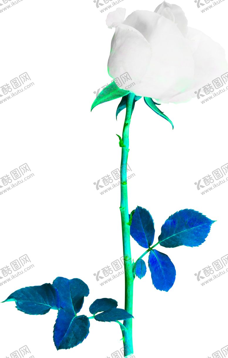 编号：35813110281445564812【酷图网】源文件下载-花素材