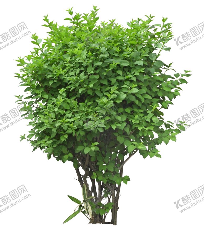 编号：75499805100445001876【酷图网】源文件下载-免扣植物素材图片