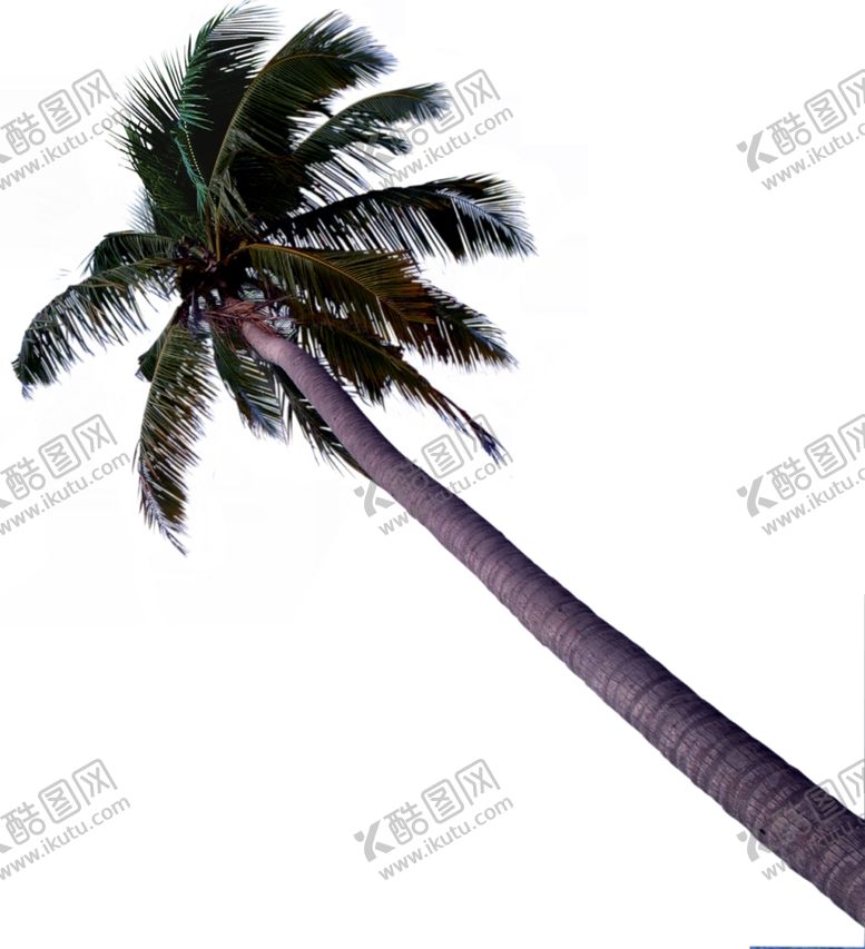 编号：98245509221218447818【酷图网】源文件下载-椰树PSD