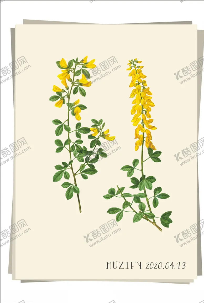 编号：18477606281941431689【酷图网】源文件下载-金盏花植物图鉴