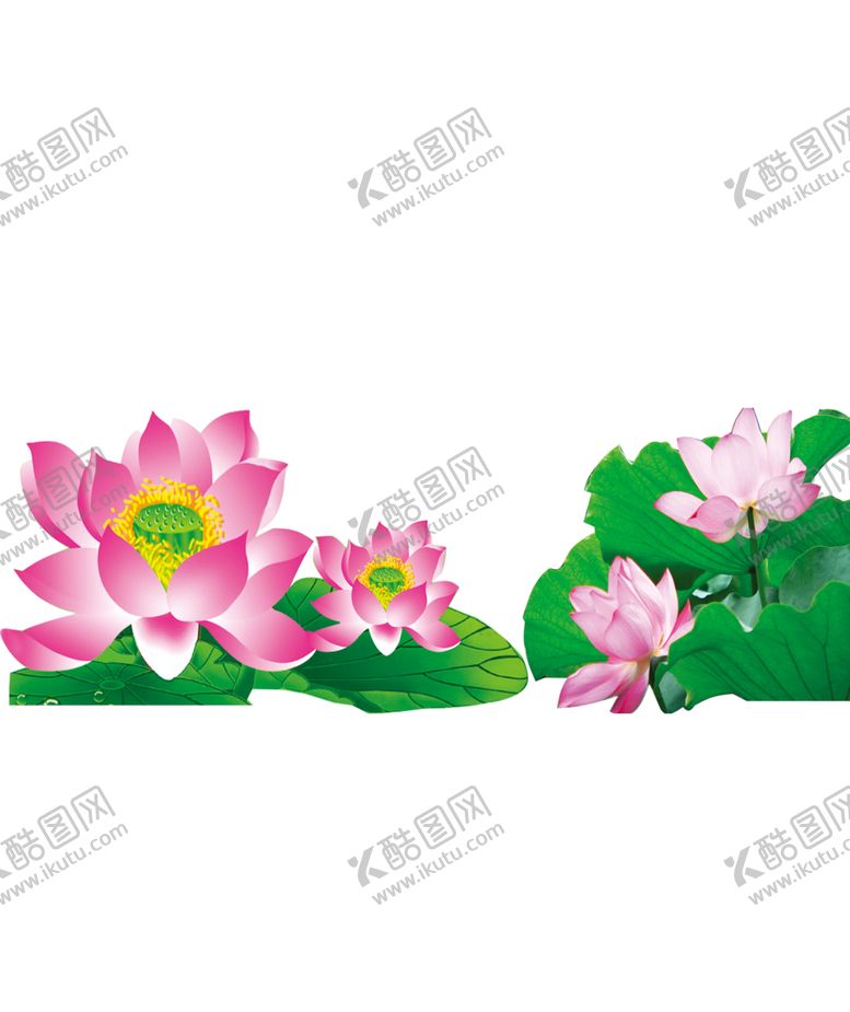 编号：91979010291810057537【酷图网】源文件下载-荷花
