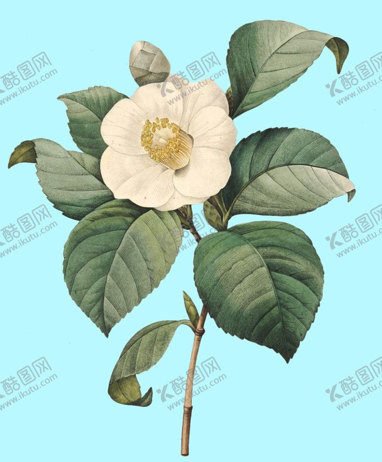 编号：97893106281054298367【酷图网】源文件下载-手绘花