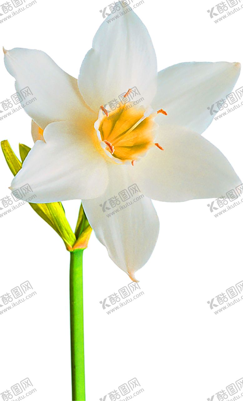 编号：60875707031954254311【酷图网】源文件下载-花素材
