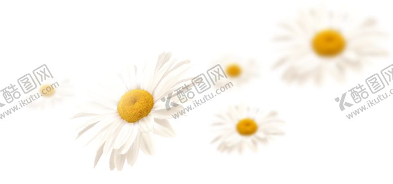 编号：51004009210905114790【酷图网】源文件下载-小白菊