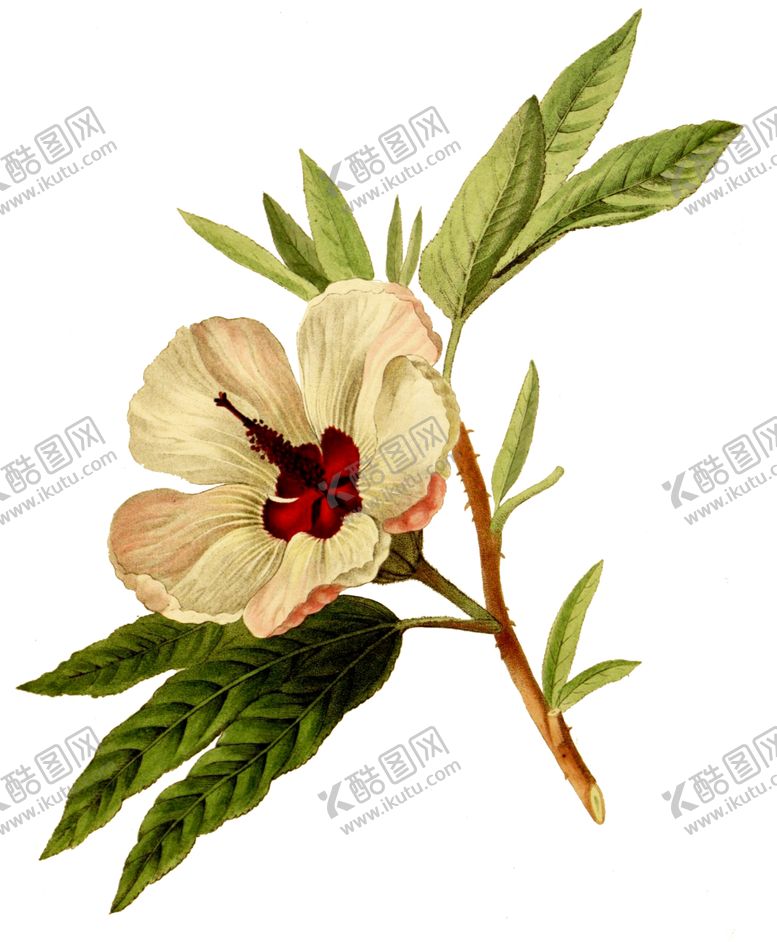 编号：93794206232236068284【酷图网】源文件下载-复古鲜花植物装饰图案