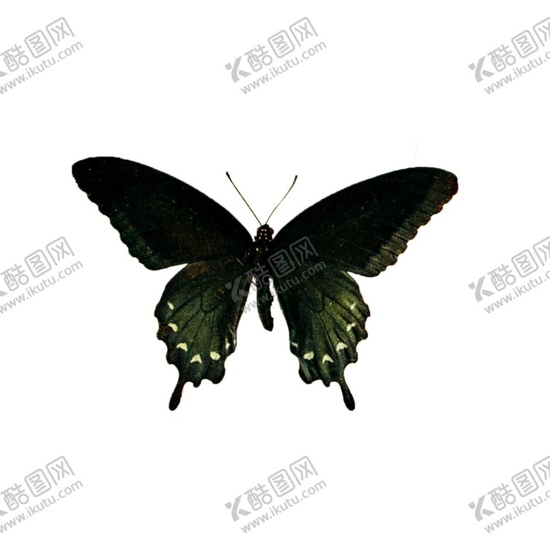编号：43501106180546557832【酷图网】源文件下载-透明免扣蝴蝶