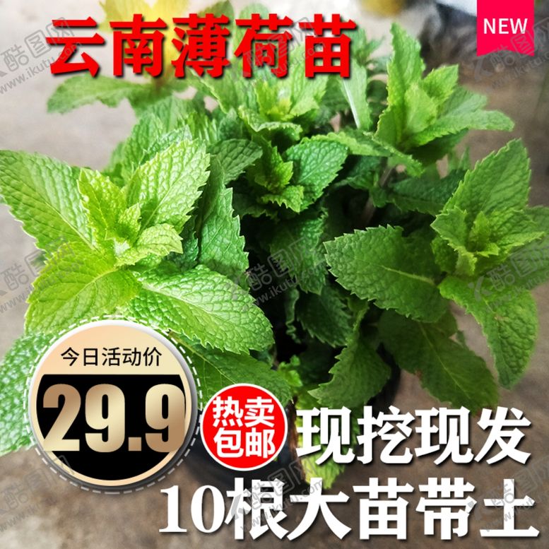 编号：99571706280050158400【酷图网】源文件下载-薄荷