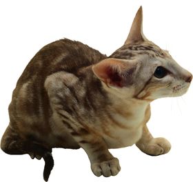 可爱动物小猫咪
