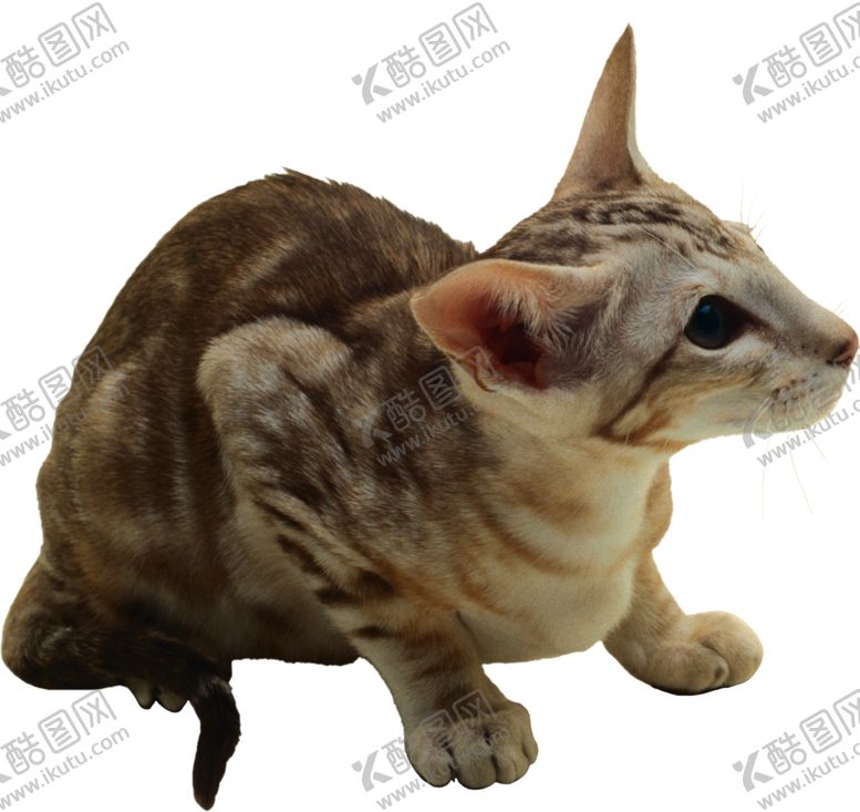 编号：86886105082013034338【酷图网】源文件下载-可爱动物小猫咪