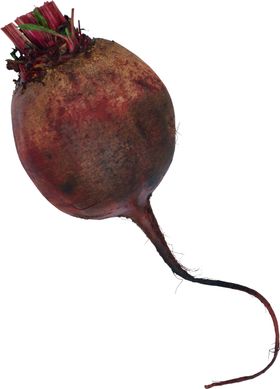 甜菜