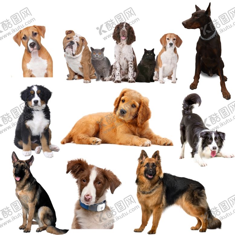 编号：80608409222218076744【酷图网】源文件下载-狗png免扣图片