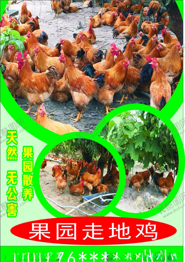 编号：11898209110140404171【酷图网】源文件下载-天然无公害果园散养走地鸡