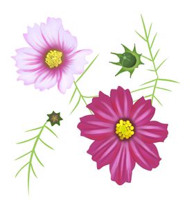 格桑花