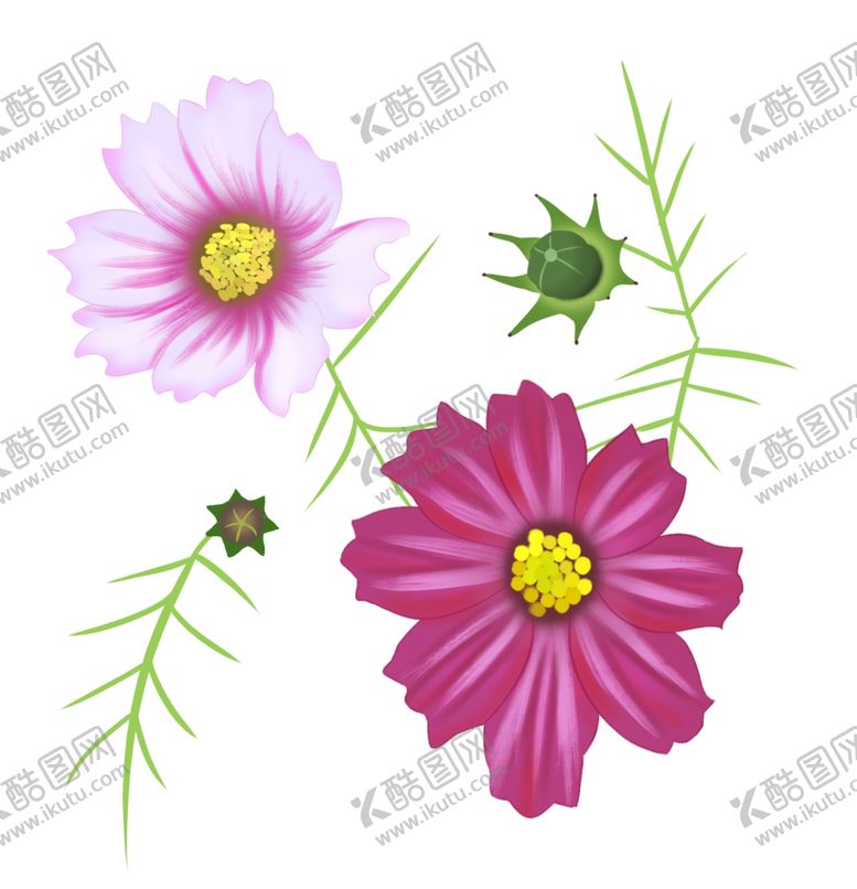 编号：12855105031852223085【酷图网】源文件下载-格桑花