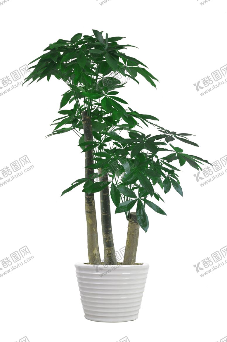 编号：74128510092211105063【酷图网】源文件下载-发财树免扣