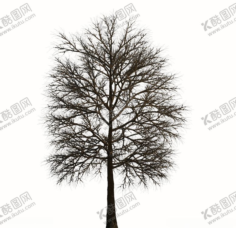 编号：46846510111816236775【酷图网】源文件下载-树林