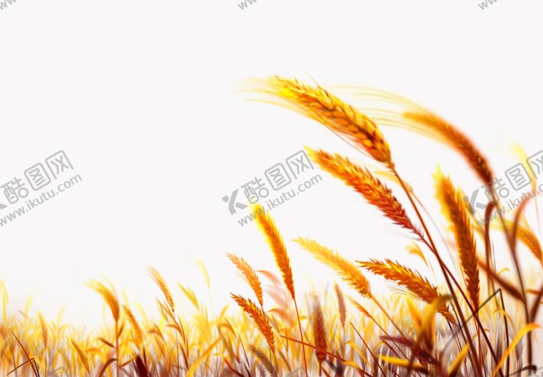 编号：34311709270213304588【酷图网】源文件下载-麦穗