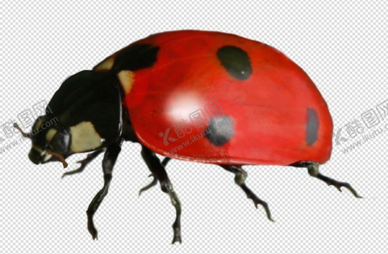 编号：99803909210330033314【酷图网】源文件下载-七星瓢虫