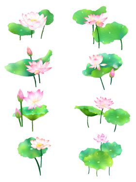 荷花素材