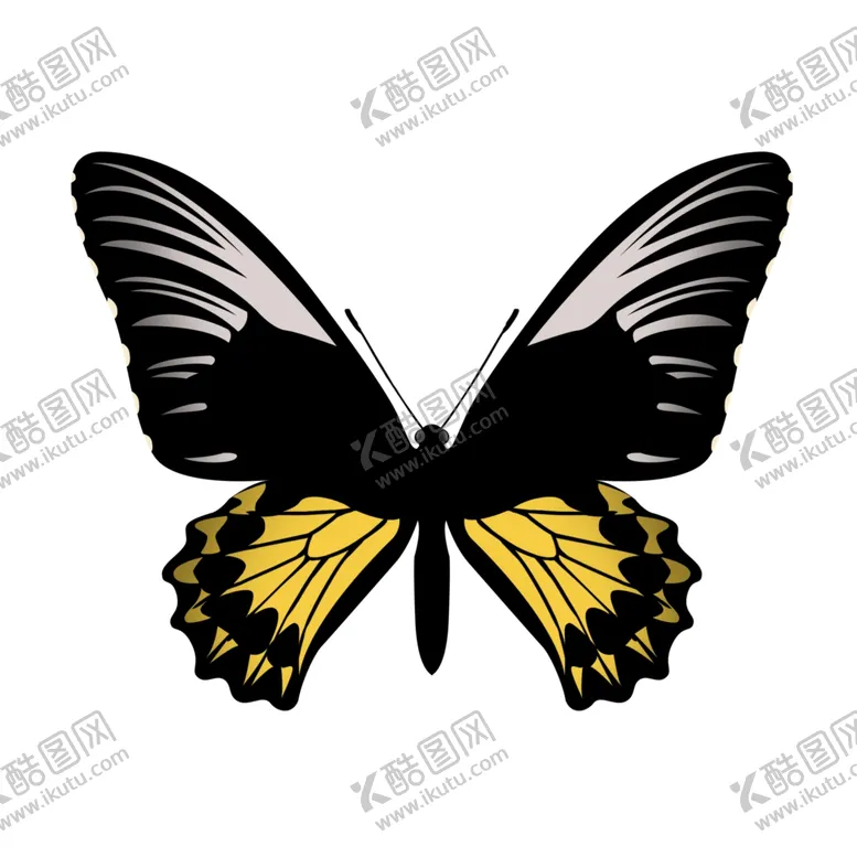 编号：65608106280623302378【酷图网】源文件下载-黑色卡通蝴蝶插画