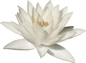 莲花