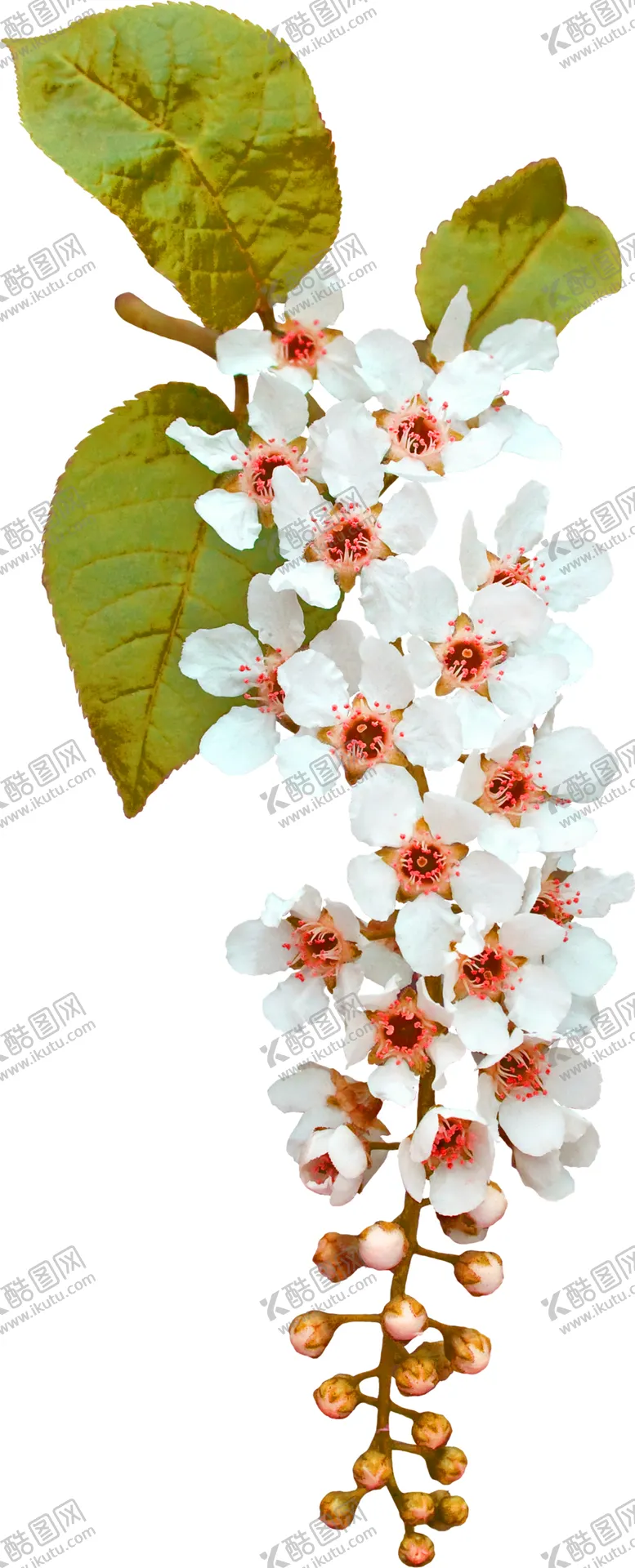 编号：51755406260654124182【酷图网】源文件下载-鲜花素材