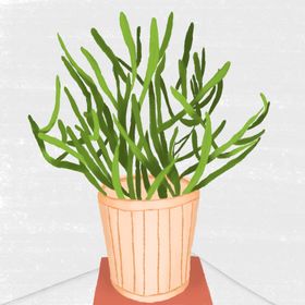 手绘植物插画
