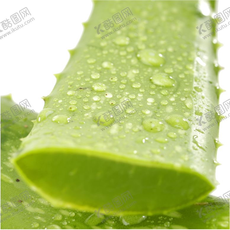 编号：35108210030407226309【酷图网】源文件下载-绿色装饰