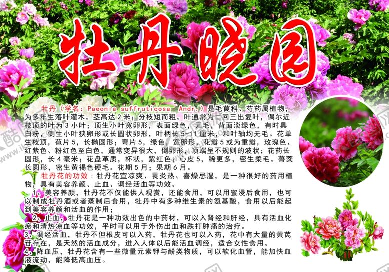 编号：98563412071255155764【酷图网】源文件下载-牡丹